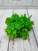 Суккулент Хмель В29см