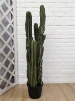 Кактус Эуфорбия индженс В130см