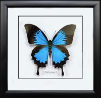 Бабочка №М2200 Papilio ulysses