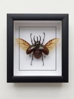 Жук - носорог №2500 Chalcosoma caucasus