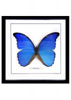 Бабочка №М2500 Morpho didius