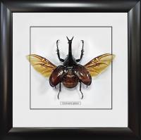 Жук - носорог №2000 Xylotrupes gideon