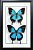 Набор бабочек №М5500 Papilio Ulysses