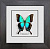 Бабочка №1200 Papilio pericles