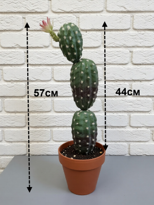 Кактус Элатиор цветущий 55/45см