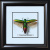 Жук - златка №800 Chrysochroa fulminans Жук - златка №800 Chrysochroa fulminans